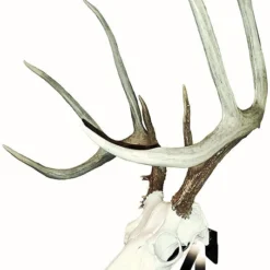 Mountain Mike's Positioner Skull Display Bracket 36378