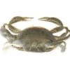 Lures & Bait Berkley Gulp! Natural Peeler Crab 2" 5pk